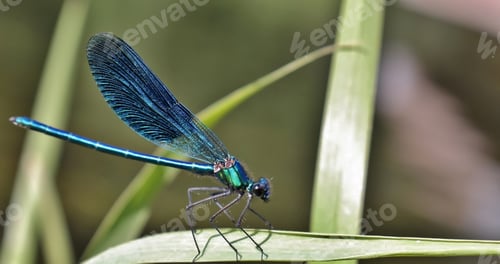 Preview: Blue dragonfly on a grass