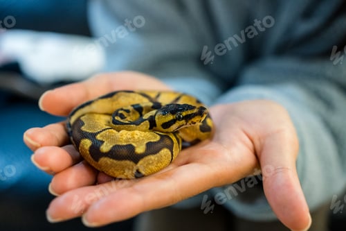 Preview: Ball python on the hand