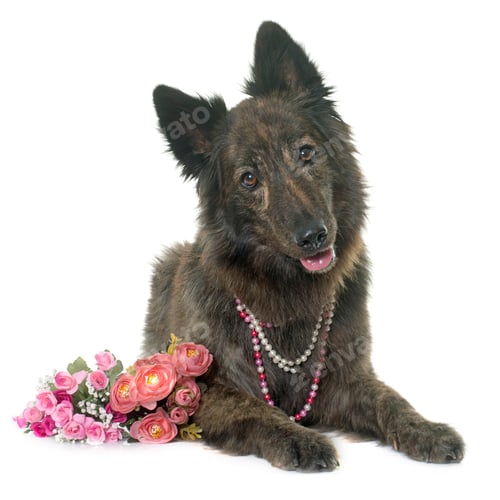 Preview: Dutch Long haired shepherd