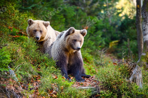 Preview: Two young brown bears in the authumn forest