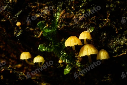 Preview: Small forest mushrooms, close-up image