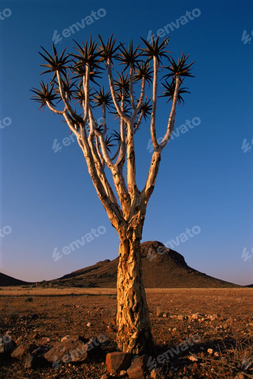 Preview: Tree in desert