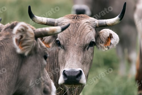 Preview: cow head with large horns staring at the camera with other animals grazing quietly in the field