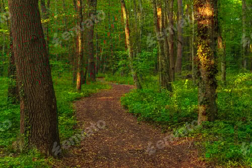 Preview: Path in the green dense summer forest