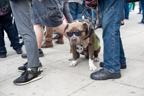 Preview: Dog with sunglasses and a dollar chain on