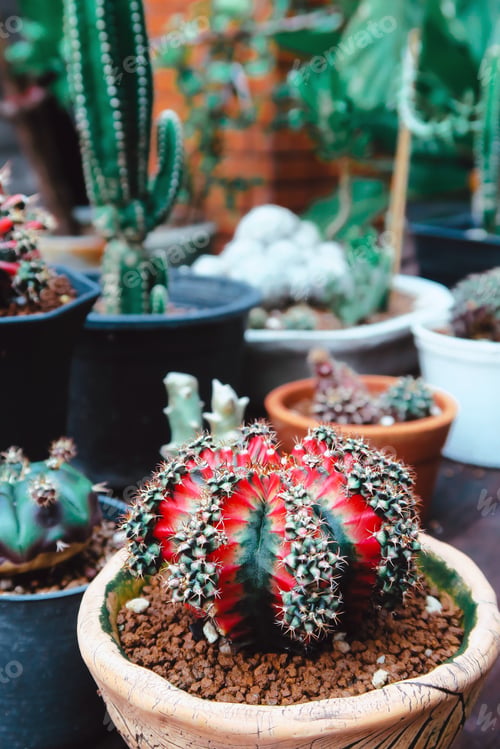Preview: Tiny Potted Cactus. Plants in a pots. Home decor.