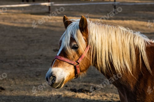 Preview: Idyllic scene of a majestic Haflinger horse standing in a lush environment