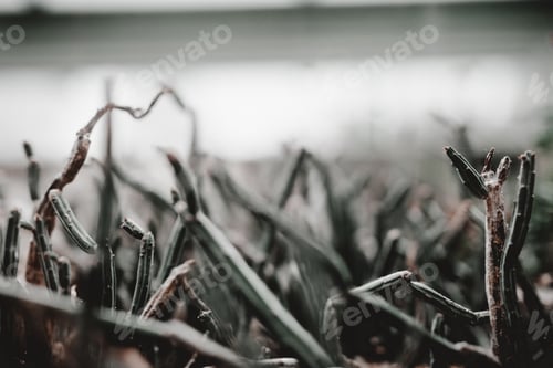 Preview: Wonderful houseplant near window