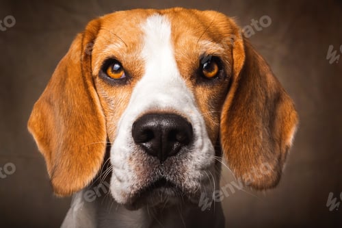 Preview: Beagle dog headshoot isolated on dark brown background