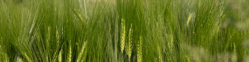 Preview: 4x1 banner for social networks and websites. Ripening green ears of barley