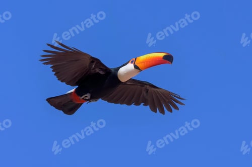 Preview: toucan, bird, colours, tropics