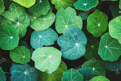 Preview: nasturtium leaves of different green tones, natural plant background