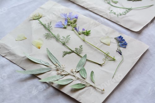 Preview: Sheets of paper with dried flowers and leaves on white fabric, closeup