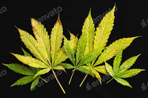 Preview: background of of incomplete marijuana leaves and sick with characteristics.