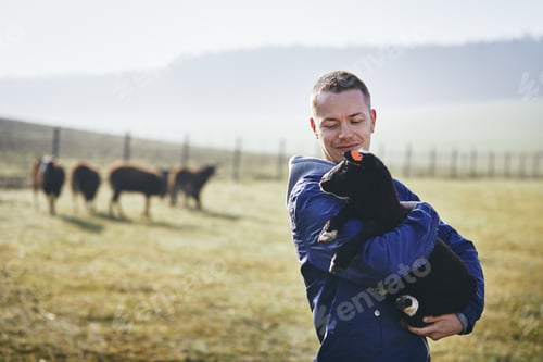 Preview: Sunny morning on the rural farm. Young farmer holding lamb against pasture with herd of sheep