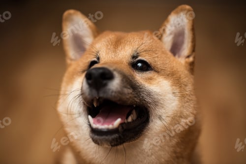 Preview: Portrait of a dog Shiba Inu, front view