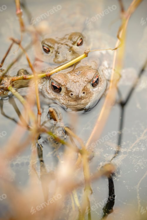 Preview: Toads in water, Bufo bufo