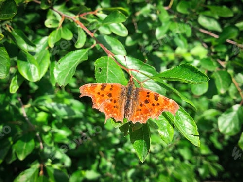 Preview: Orange butterfly on green leaves