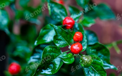 Preview: Closeup view of organic chilly
