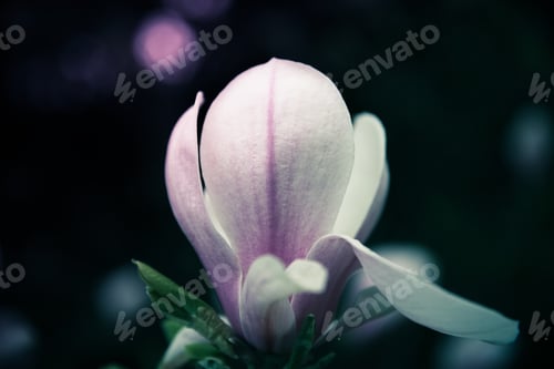 Preview: Beautiful close up magnolia flowers. Blooming magnolia tree in the spring. Selective focus