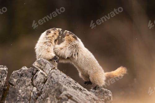 Preview: Pair of Marmots having a stand-up fight