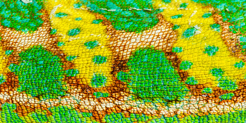 Preview: Macro, detail of a veiled chameleon skin and scales, Chamaeleo c