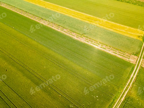 Preview: Drone view ultra wide angle down on green young wheat and rape seed southern Vienna