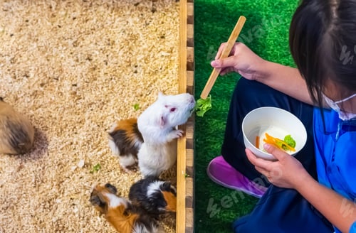Preview: Little girl feeding guinea pigs in wooden cage at pets zone inside of department store