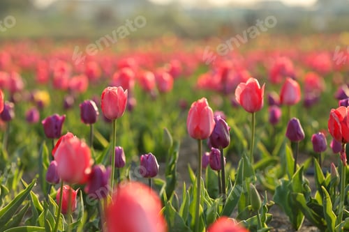 Preview: Field with fresh beautiful tulips. Blooming flowers