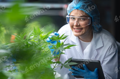 Preview: Grow facility for indoor cannabis hemp plants farm for high-quality medicinal product