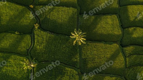 Preview: Nature background in green color. Aerial view of green rice terraces in Bali, Ubud Abstract geometry