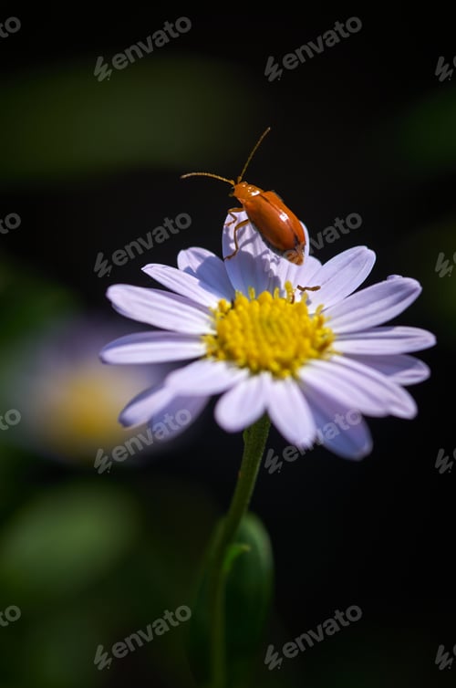 Preview: A bug on daisy
