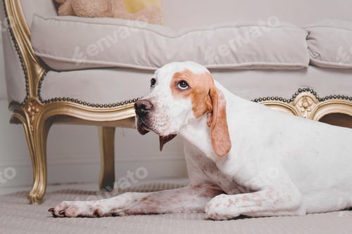 Preview: Happy New Year, Christmas holidays and celebration. Dog (pet) near the Christmas tree.