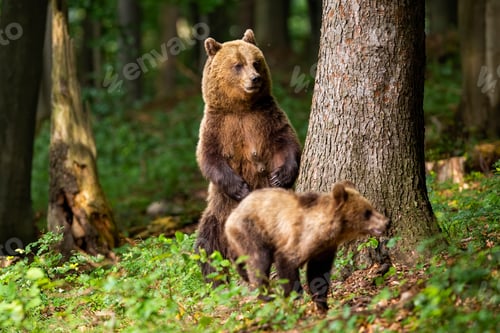 Preview: Aggressive brown bear mother standing on rear legs and protecting its cub