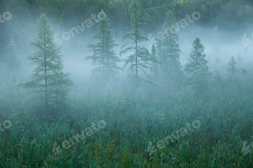 Preview: Pine trees in morning mist in northern Minnesota