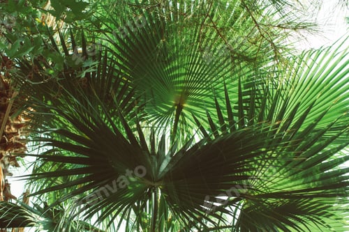 Preview: Green palm leaves in a tropical garden