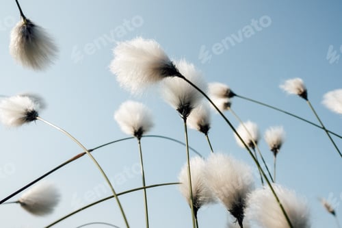 Preview: Common cottongrass
