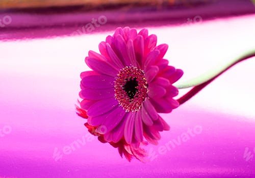 Preview: one purple gerbera on neon purple background, close angle, spring mood, flower
