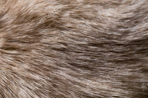 Preview: Background of Siamese cat fur.