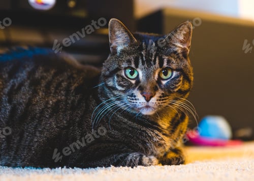 Preview: Handsome Cat