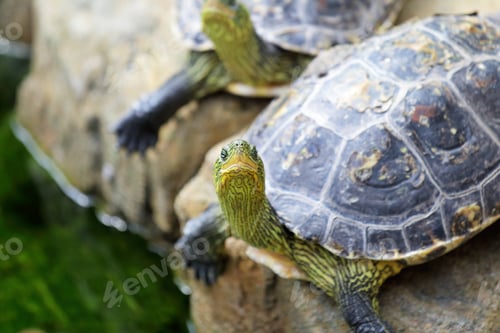 Preview: tortoises