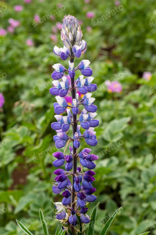 Preview: Lupinus flower