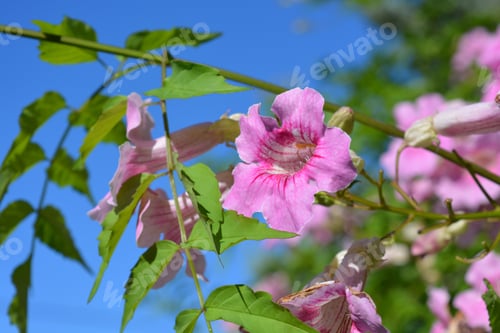 Preview: Pink trumpet flower, Bignonia rosado, also known as Podranea ricasoliana.