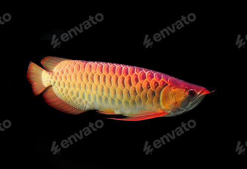 Preview: Asian Arowana fish on black background.