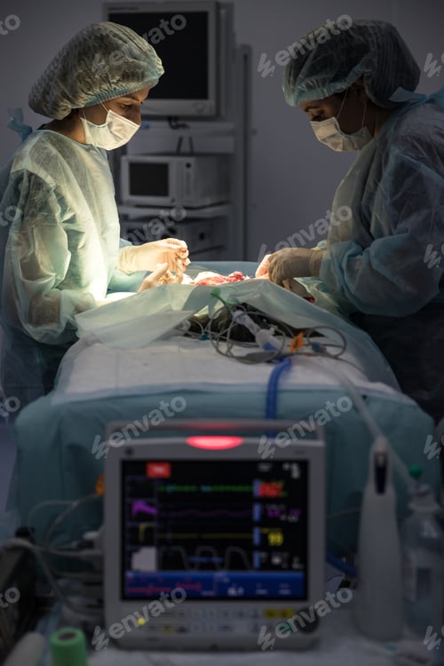 Preview: Two woman veterinarians does cat sterilization surgery, blurred anesthesia monitor on foreground