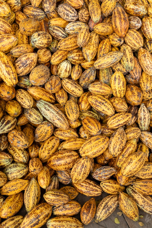 Preview: Cocoa beans and cocoa pod on a wooden surface.