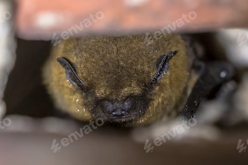 Preview: Hibernating bat