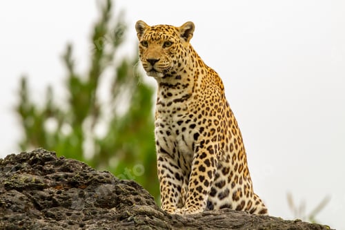 Preview: Leopard Stands On A Rock