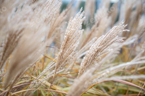 Preview: Dry pampas grass. Plant Cortaderia selloana soft focus. Fluffy dry reeds.