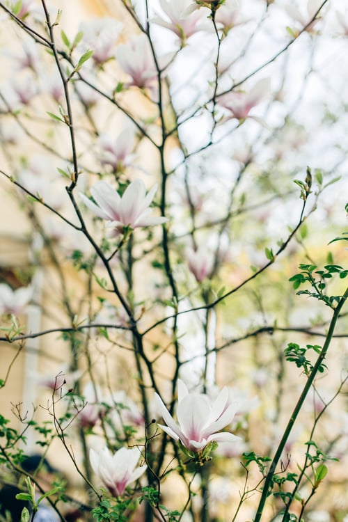 Preview: beautiful magnolia pink flowers on branches in sunny sky